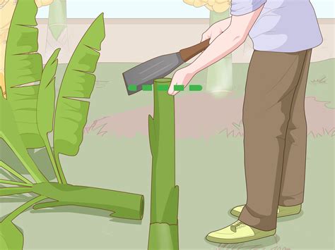 See full list on gardeningdream.com How to Grow Banana Plants (with Pictures) - wikiHow