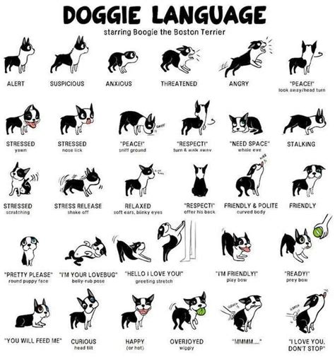 Dogs Gestures Dog Body Language Dog Language Dog Care