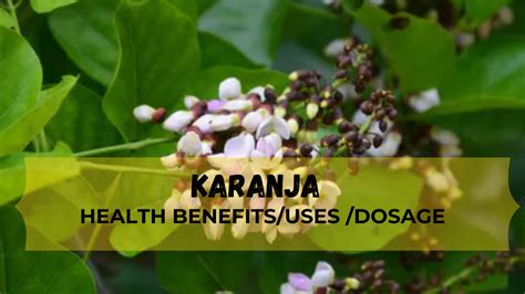 Karanja Uses Benefits Dosage Side Effects And Precautions Medibond
