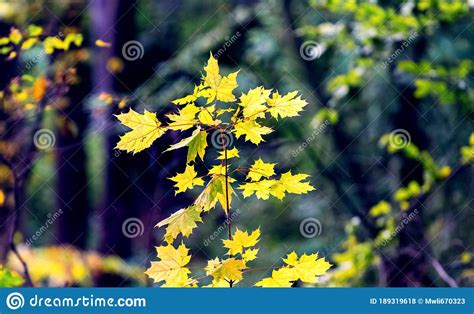 Golden Autumn Maple Leaves On A Young Tree In The Forest Stock Photo