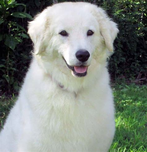 Kuvasz Dog Breed Info Pictures Facts And Traits Dogster