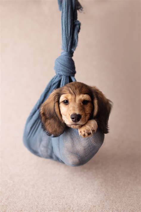 1,776 likes · 15 talking about this. TORONTO DOG PHOTOGRAPHER: ADORABLE DACHSHUND PUPPY ...
