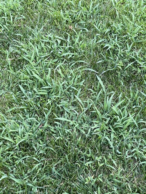 Turf Type Tall Fescue Or Crabgrass Lawn Care Forum