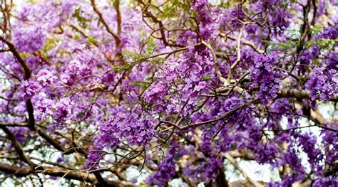 Purple Flowering Tree Identification Uk Lajuana Kirby