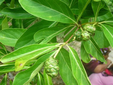 .wisma uoa damansara, no.50, jalan dungun, damansara heights,50490 kuala lumpur. Anak Benih Pokok Buah Mengkudu | Manfaat, Khasiat & Cara ...