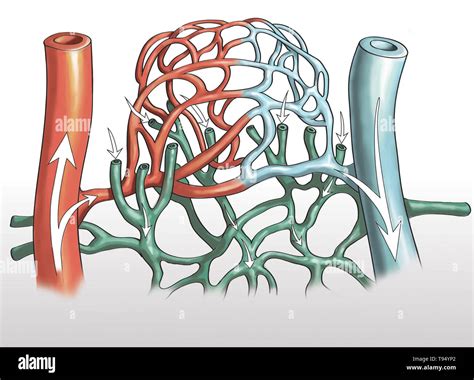 Illustration Of Blood Vessels Artery And Capillary Networks In Leg