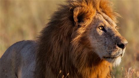 The African Lion Facts African Lion Characteristics And Habits Facts