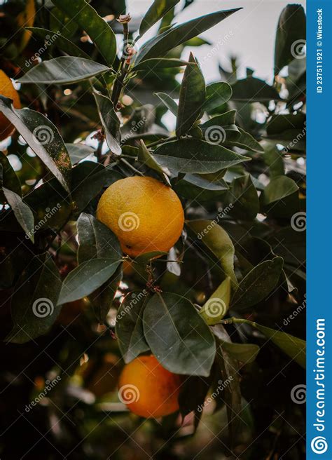 Orange Tree Ripe Oranges On A Tree Branch Stock Image Image Of