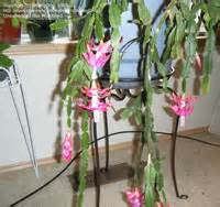 The christmas cactus (schlumbergera bridgessii, or schlumbergera × buckleyi) originated in the coastal mountains of southeastern brazil, where its parent plant clings to shaded trees water sparingly until roots or new growth develop, then water as normal. Thanksgiving Cactus - Dave's Garden