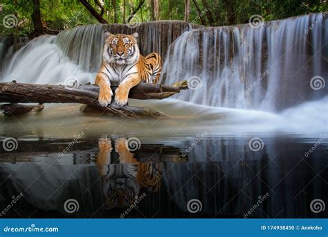 Tiger Sit In Waterfall In Deep Wild Stock Photo Image Of Jungle