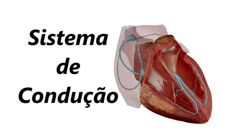 Anatomia Do Sistema De Condução Cardíaco Em 3d Youtube