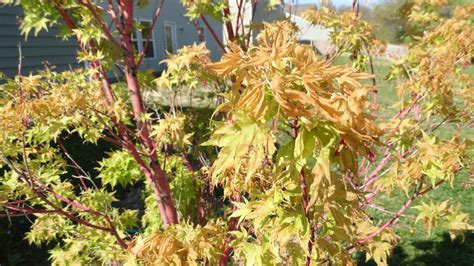 Wilting or yellowing leaves, often concentrated to one area or side of the tree. Indy Plant Geek: Mr. Sango Kaku is still unhappy.... along ...