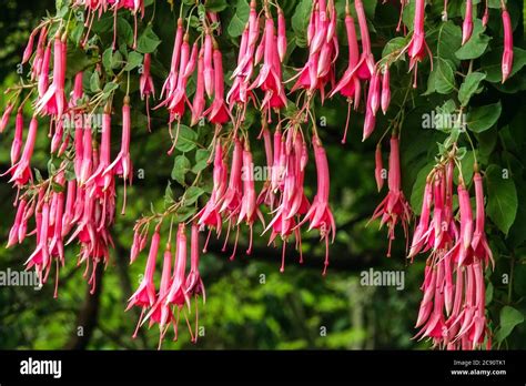 Pink Tubular Flowers Hi Res Stock Photography And Images Alamy