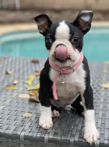 As an independent agency, we offer a wide variety of insurance products to south florida & the treasure coast from a diverse group of insurance carriers. FREE PetSmart Birthday Surprise for your Pet - South ...