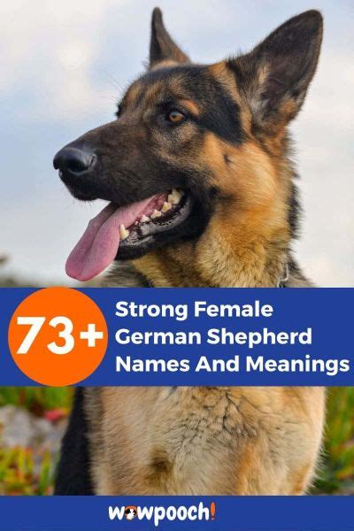 Best 73 Strong Female German Shepherd Names And Meanings Wowpooch