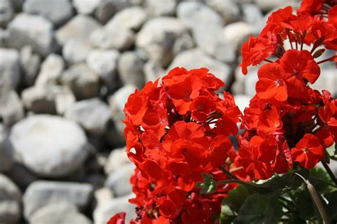 Top 7 Best Red Perennial Flowers That Come Back Every Year Constant