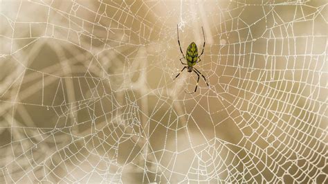 It can be difficult to manage black widows in your home, especially since they are so good at hiding. How To Get Rid of Spiders | Get rid of spiders, Spider ...