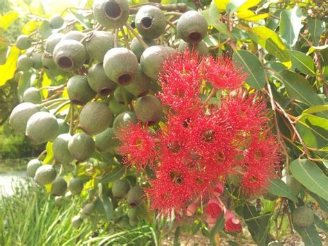 Proflowers.com has been visited by 10k+ users in the past month Gum nuts: Melbourne - Australia | Flowers, Garden, Plants