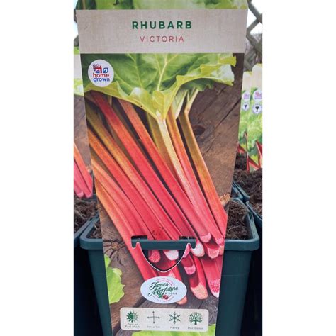 Rhubarb Victoria In 3l Pot Soft Fruit Polhill Garden Centre