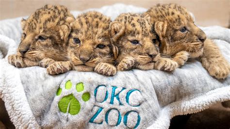 Oklahoma City Zoo Wants Help Naming Their Lion Cubs Npr