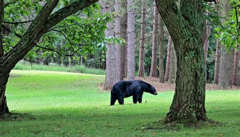 Pennsylvania Black Bear Stock Photo Image Of Wildlife 159199788
