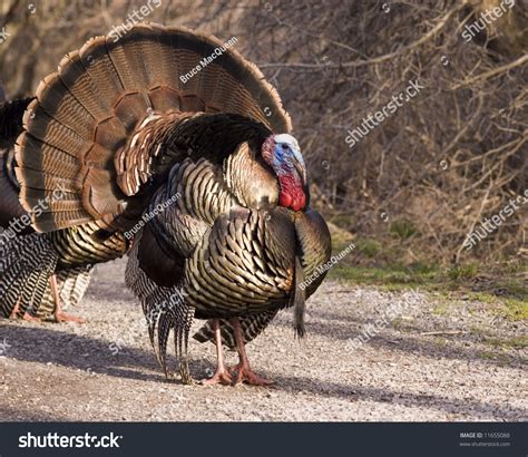 Wild Male Turkey Strutting In The Spring Stock Photo 11655088