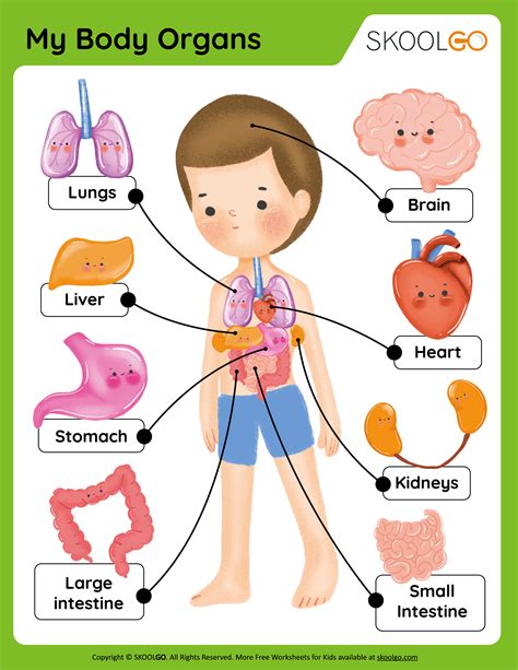 My Body Organs Free Worksheets Skoolgo