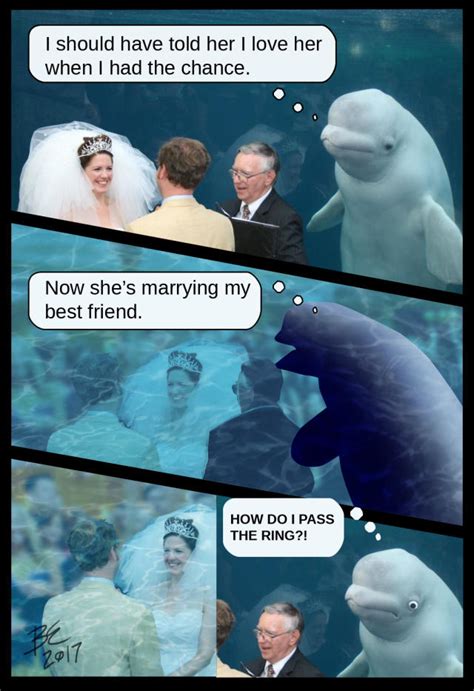 Beluga Whale Photobombs Couples Wedding And Inspires Hilarious Memes