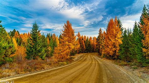 Download Wallpaper 1366x768 Forest Trees Autumn Road Nature Tablet
