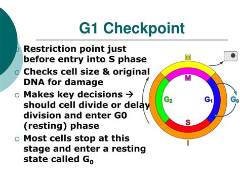 Ppt Mitosis And Cancer Powerpoint Presentation Free Download Id