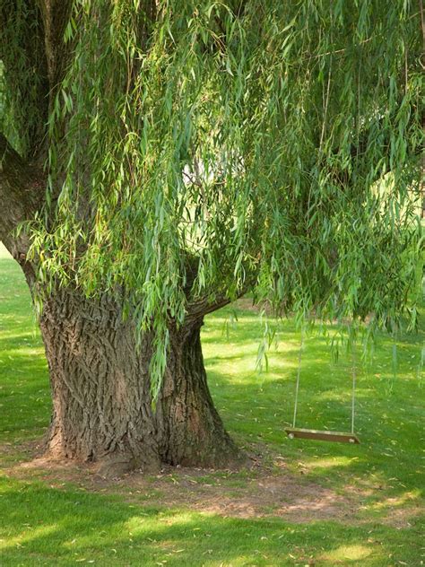 6 Fast Growing Shade Trees Bob Vila