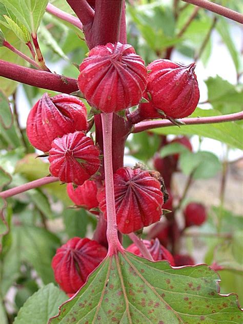 Jual tanaman yang sudah hidup atau sudah jadi. PUTRA GARDEN BALI: Manfaat Bunga Rosella, Cegah Hipertensi ...