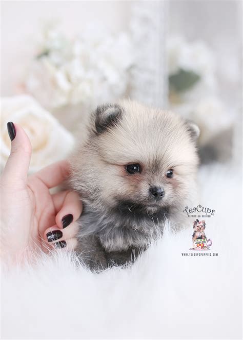 Pomeranian Puppy Teacup Puppies Boutique