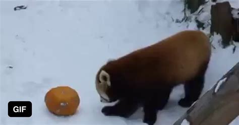 Red Panda Doing His Special Attack 9gag