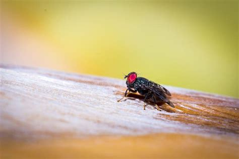 Big Black Fly With Red Eyes Tachinidae Sitting On A Banana Tree Branch