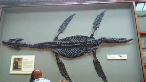 Pliosaur Fossil In Green Zone Picture Of Natural History Museum