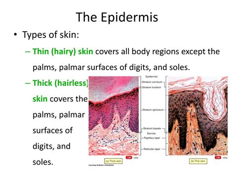 Ppt The Epidermis Powerpoint Presentation Free Download Id5432208