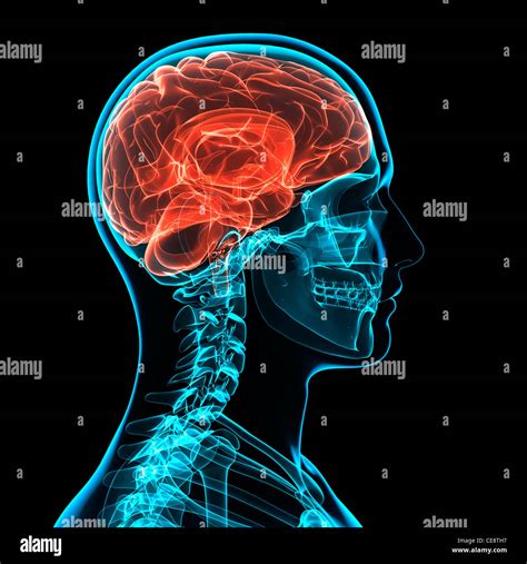 Head Anatomy Computer Artwork Stock Photo Alamy