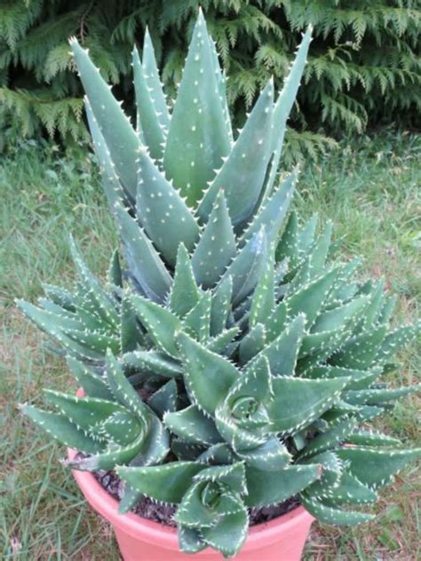 Una felce sempreverde, resistente al freddo che può essere allevata in vaso e in alcune zone anche all'aperto. cuppaiprecpi: Piante Grasse Da Esterno Resistenti Al Freddo