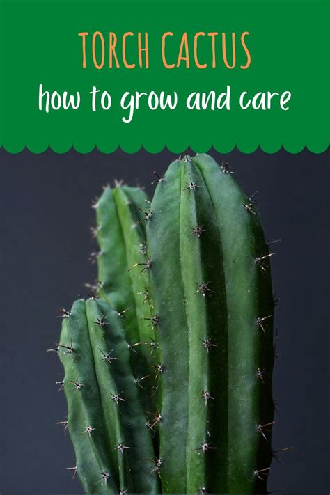 The Complete Guide For Torch Cactus Care For Plant Beginners And