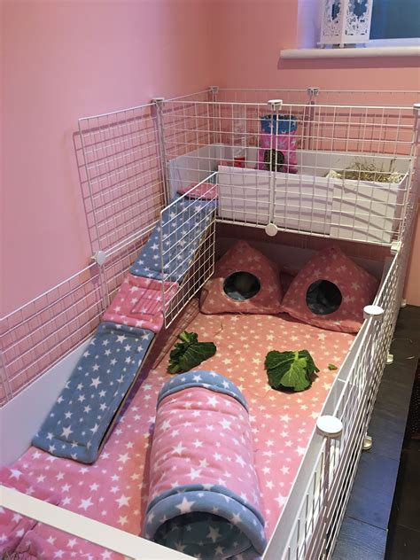 Guinea Pig Cage Setup Newsline