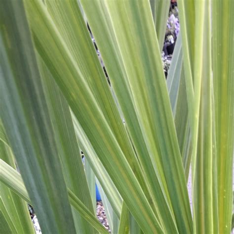 Cordyline Indivisa L Single Trunk Cm Windlestone Nursery