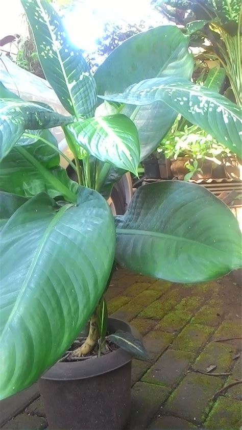 Moga mendapat keampunan dari ilahi. Jual Tanaman Air Mata Ibu di lapak Alfonsus Setiaji ...