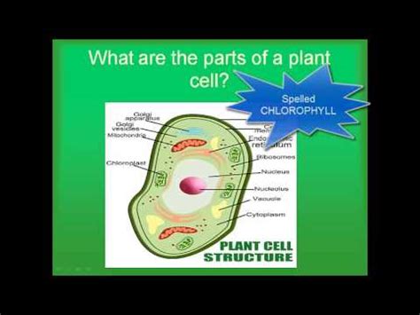 The other is a 10mm dynamic driver, moving coil, with a composite. PLANT VS ANIMAL CELLS - YouTube