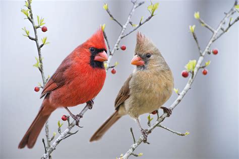 Cardinals In Early Spring Photograph By Bonnie Barry