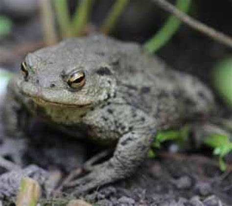 Common Toad Bto British Trust For Ornithology