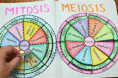 Ciclo Celular Mitosis Y Meiosis Riset