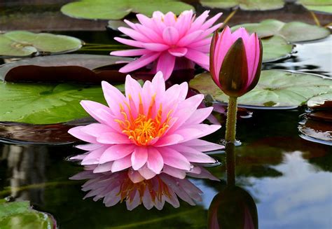 These beautiful plants grow and flourish in damp areas, near streams, and next to drainage on mountainsides. Water Lily-Nymphaea | Water lily tattoos, Water plants ...