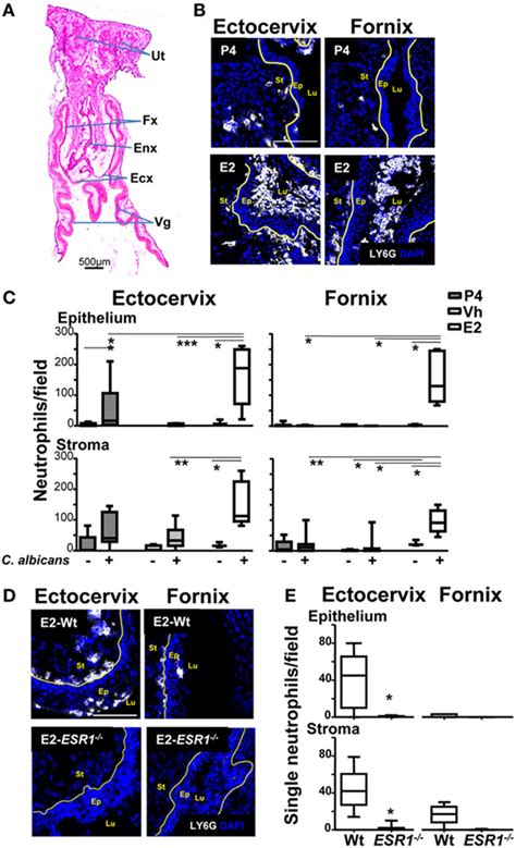 Frontiers Estrogen Receptor Alpha Esr1 Governs The Lower Female Reproductive Tract