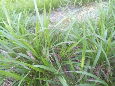Jual Bibit Rumput Odot di Vista Agro - Jual Bibit Rumput Odot